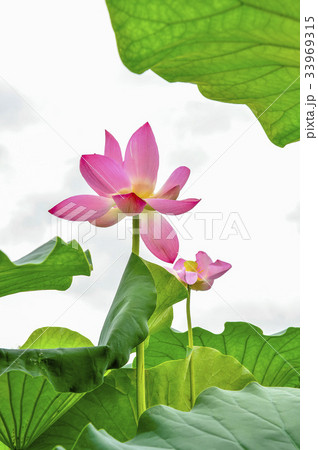 花 蓮 蓮の葉 33969315