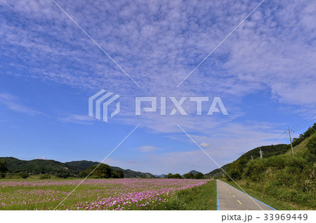 秋の花 扶余郡 忠南 33969449