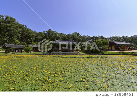 慶北 アサザ 仏影寺 33969451