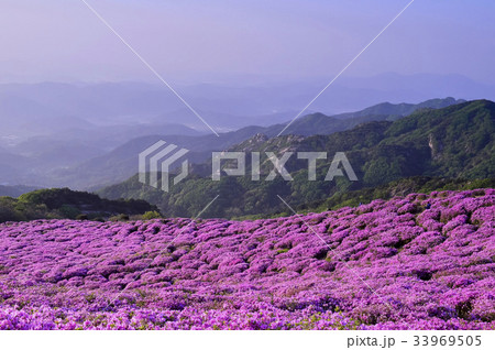 慶南 花畑 ツツジ 33969505
