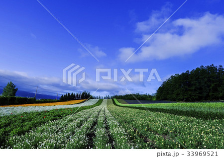 田畑 北海道 美瑛 33969521