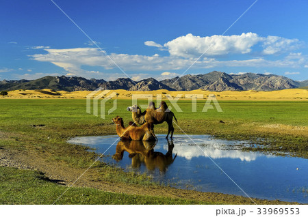 ラクダ モンゴル 水たまり 33969553