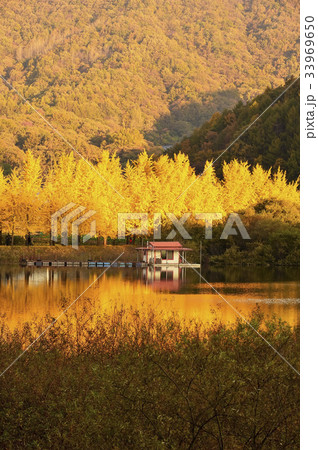 釣り場 ムングァン貯水池 イチョウ 33969650