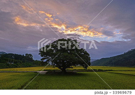 木 ケヤキ 忠清北道 33969679