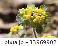 ネコノメソウ 植物 自然 33969902
