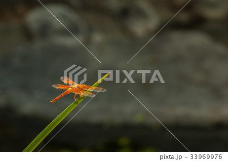 赤とんぼ 赤とんぼ 33969976