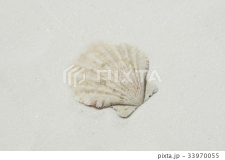白砂に貝 白砂に貝 33970055