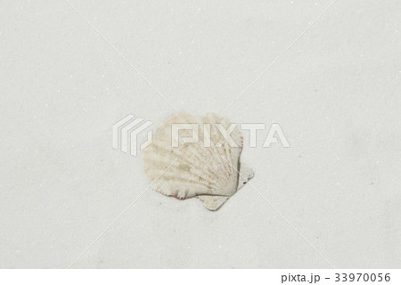 白砂に貝 33970056