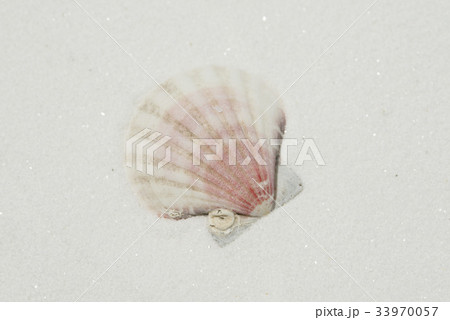白砂に貝 33970057