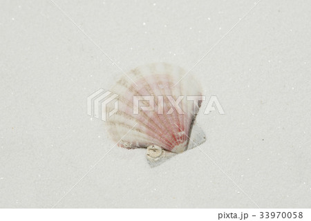 白砂に貝 33970058