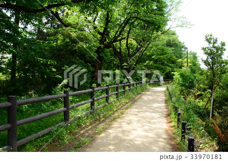 玉川上水沿いの遊歩道　高井戸〜富士見ヶ丘付近 33970181