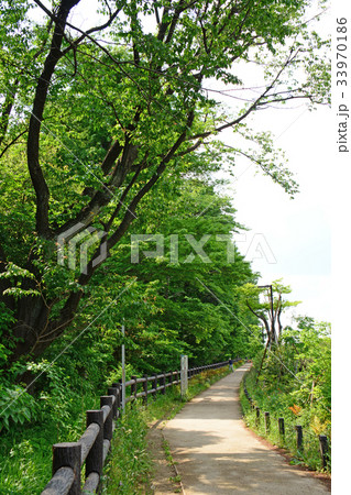 玉川上水沿いの遊歩道　高井戸〜富士見ヶ丘付近 33970186