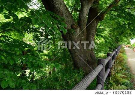 玉川上水沿いの遊歩道　高井戸〜富士見ヶ丘付近 33970188