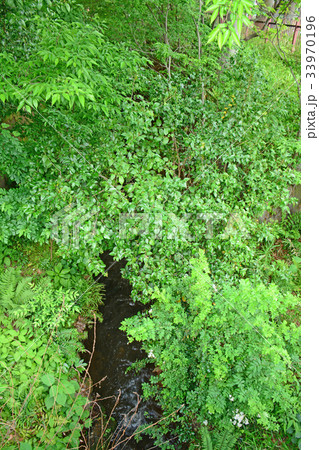 玉川上水沿いの遊歩道 高井戸〜富士見ヶ丘付近 玉川上水沿いの遊歩道 高井戸〜富士見ヶ丘付近 33970196