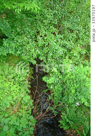 玉川上水沿いの遊歩道　高井戸〜富士見ヶ丘付近 33970197