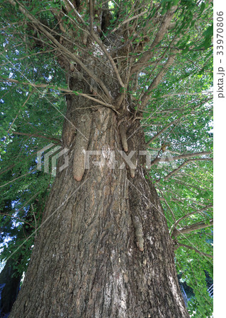 杖杉庵の銀杏の気根（衛門三郎終焉の地、四国霊場第12番札所焼山寺近くの番外札所） 33970806