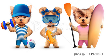 Funny dog training with dumbbell in sport gym 33970851