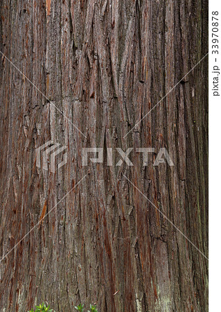 四国霊場第12番札所「焼山寺」境内の杉 四国霊場第12番札所「焼山寺」境内の杉 33970878