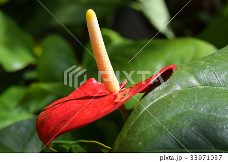 アンスリウム 赤 アンスリウム 赤 33971037