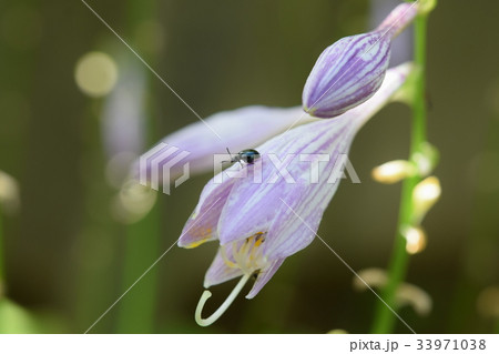 ハムシとアガパンサスの蕾 33971038