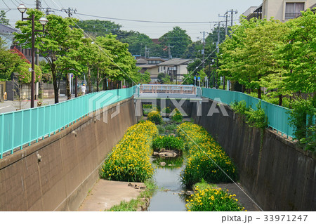 神田川沿いの遊歩道　高井戸〜富士見ヶ丘付近 33971247