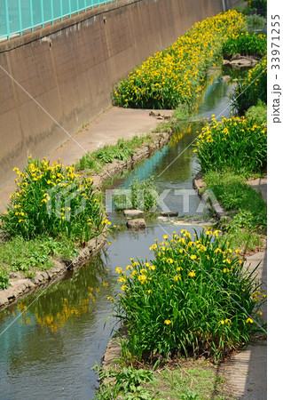 神田川沿いの遊歩道　高井戸〜富士見ヶ丘付近 33971255