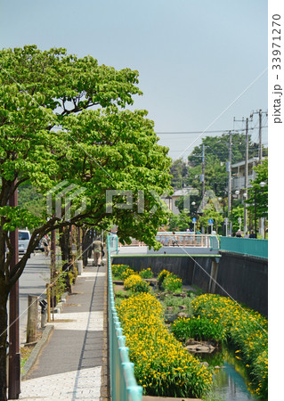 神田川沿いの遊歩道 高井戸〜富士見ヶ丘付近 神田川沿いの遊歩道 高井戸〜富士見ヶ丘付近 33971270