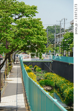 神田川沿いの遊歩道 高井戸〜富士見ヶ丘付近 神田川沿いの遊歩道 高井戸〜富士見ヶ丘付近 33971273