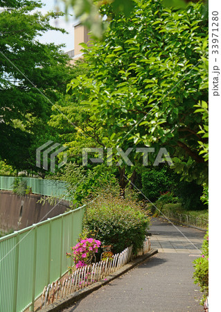 神田川沿いの遊歩道　高井戸〜富士見ヶ丘付近 33971280