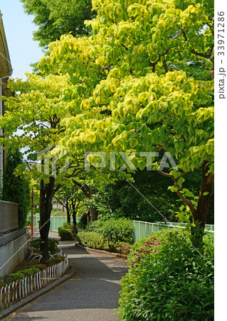 神田川沿いの遊歩道 高井戸〜富士見ヶ丘付近 神田川沿いの遊歩道 高井戸〜富士見ヶ丘付近 33971286