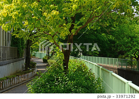 神田川沿いの遊歩道　高井戸〜富士見ヶ丘付近 33971292