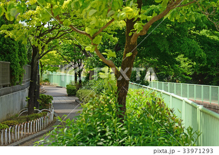 神田川沿いの遊歩道　高井戸〜富士見ヶ丘付近 33971293