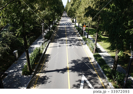木 道路 ソウル 33972093