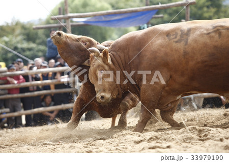韓国 ダルグボル祭り 闘牛 33979190