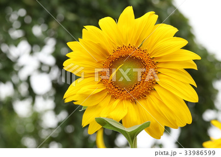 ヒマワリ 33986599