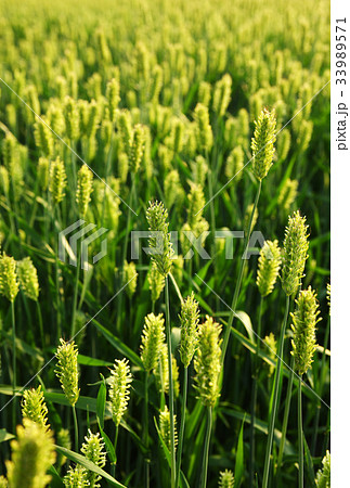 稲 ソウル 瑞草区 33989571