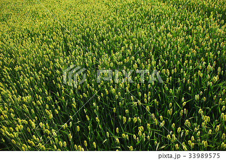 稲 ソウル 瑞草区 33989575