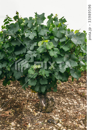 Grape bush in the field, growing grapes in France Grape bush in the field, growing grapes in France 33989596