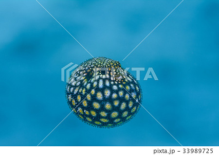 ミゾレフグ 33989725