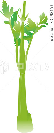 セロリ 33998153
