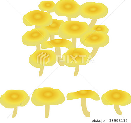 タモギ茸 33998155