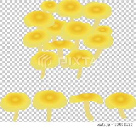 タモギ茸 33998155