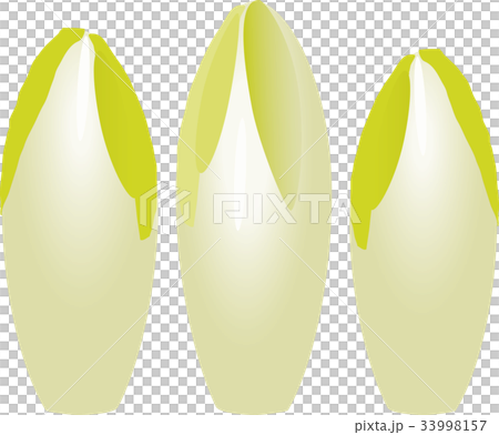 菊苣根 菊苣根 33998157