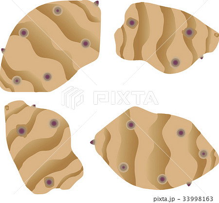 菊芋のイラスト素材