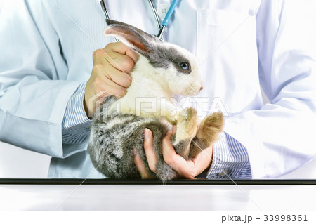 How to hold the rabbit pet correctly. How to hold the rabbit pet correctly. 33998361
