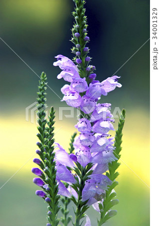 カクトラノオ 34001329