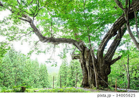 大井沢の大栗　山形県 34005625