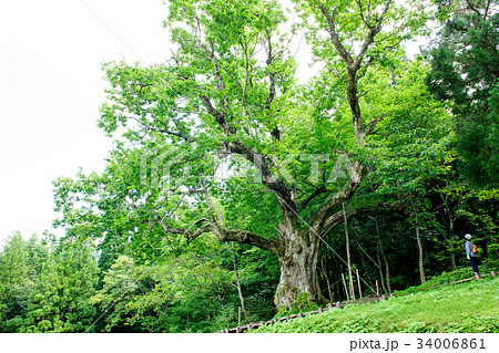 大井沢の大栗　山形県 34006861