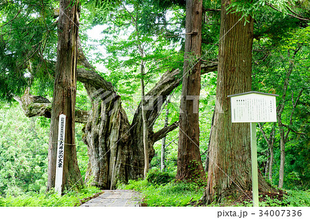 大井沢の大栗　山形県 34007336
