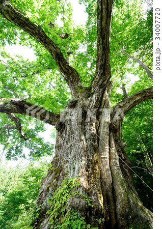 大井沢の大栗　山形県 34007720